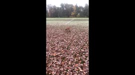 Fox trying to steal drone