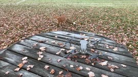 Fox trying to steal drone
