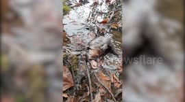 This wild platypus scratching its belly is the cutest thing you've probably never seen before