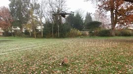 Cheeky fox attempts to steal drone in UK countryside