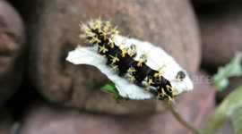 Cool-looking caterpillar eating a leaf