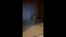 Lovebird jumps like a windup toy