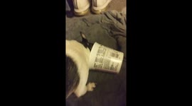Cute, weird dog loves cottage cheese!