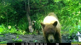 Adorable bear cub crashes into trail camera after cooling dip with mom