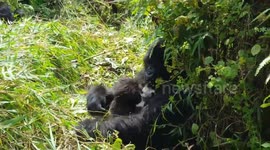 Wildlife biologist gets rare up-close shots of mountain gorillas in Rwanda