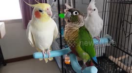 Three pet birds whistle like cute music band