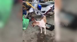 Dog recovering from illness works out with homemade gym