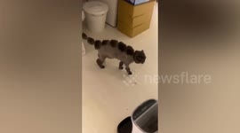 Cats given caterpillar haircuts in bizarre grooming trend