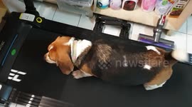 Tubby beagle exercises on treadmill while owners work