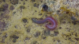 Rag worm wriggling along rock baffles UK photographer