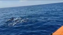 swarms of reefs - dolphins accompanying the Rescue personnel ship search for three anglers who are still lost in the sea waters of the city of Padang