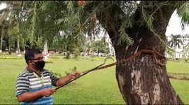 Indian rescuer teases six-foot-long snake from tree hollow