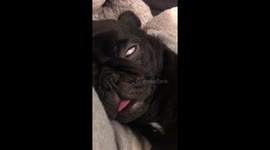 Black pug puppy sleeping with spooky eyes