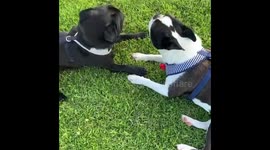 Puppy love. Bob the pug with girlfriend Zoe kissing