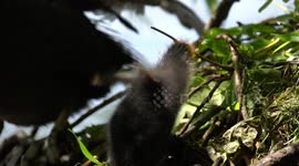 Baby Bird Trips and Falls When Climbing Up The Nest