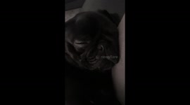 Cute pug puppy snoring