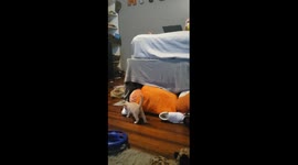 Kitten Climbs bed