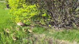 Baby geese escorted away from the busy road by rollerblader