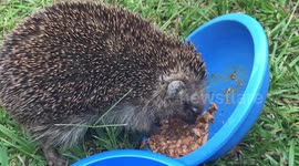 Very hungry hedgehog