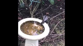 New Zealand Fantail drinks during drought