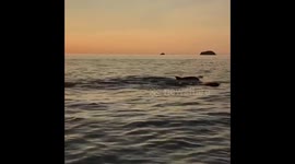 Sunset and a pod of dolphins