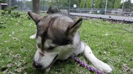 Alaskan Malamute Sojou playful antics