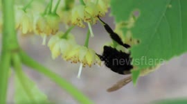 Supersized Bumble Bees