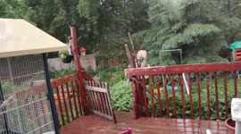 Torrential Rainstorm