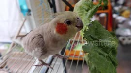 Cockatiel Phoebe and Alaskan Malamute Sojou love Seed and Lettuce