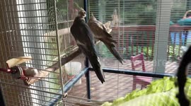 Cockatiel Social Distancing