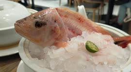 Eating a live fish