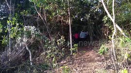 A Sumatran Tiger was successfully evacuated in West Sumatra