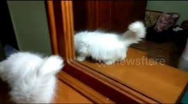 cute cat action in front of the mirror