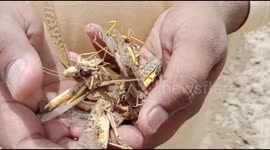 Swarms of desert locusts flood outskirts of Delhi