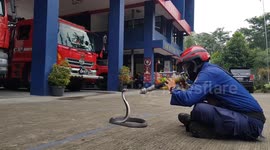 Firefighters in Indonesia tease rescued cobra before releasing it into the wild