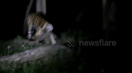 Tiger caught dragging away remains of three-day-old baby elephant in southern India