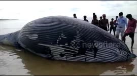 Carcass of 36-ft whale washes up on West Bengal beach