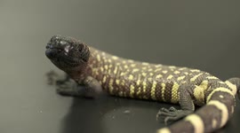 The Gila Monster's venomous bite feels like 'hot lava coursing through your veins'