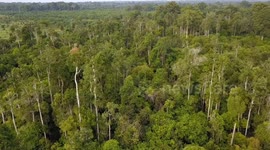 Langgam Forest