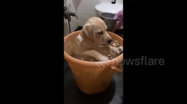 'It’s me, Michelle Phelps!' Cute pup in India plays in a plastic tub full of water