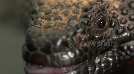 Watch a gila monster show off its venom in this closeup footage