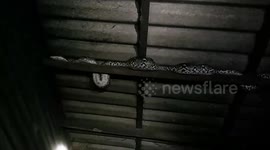 Python caught in roof beams after eating three pet cats