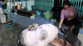 Pet owner cheated after teacup pig actually grows into 220lbs porker