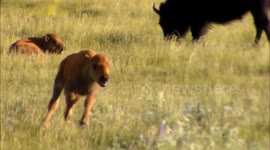 Excited baby bison bounds around in Yellowstone National Park