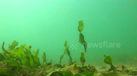 Underwater view of the bad water condition on