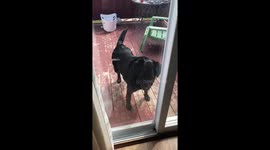 Can Willow come out to play?