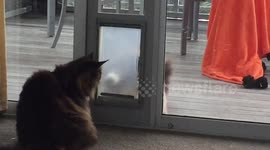 Cat door war!