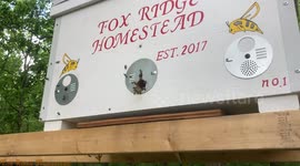 Hive Mind: The Honey Bees @ Fox Ridge Homestead going in/out of the hive box. Honey Bees hard at work. (4K)