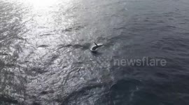 Drone footage captures whales breaching off the Sydney coast