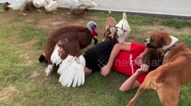 Hysterical moment turkey in Texas starts humping a man's leg